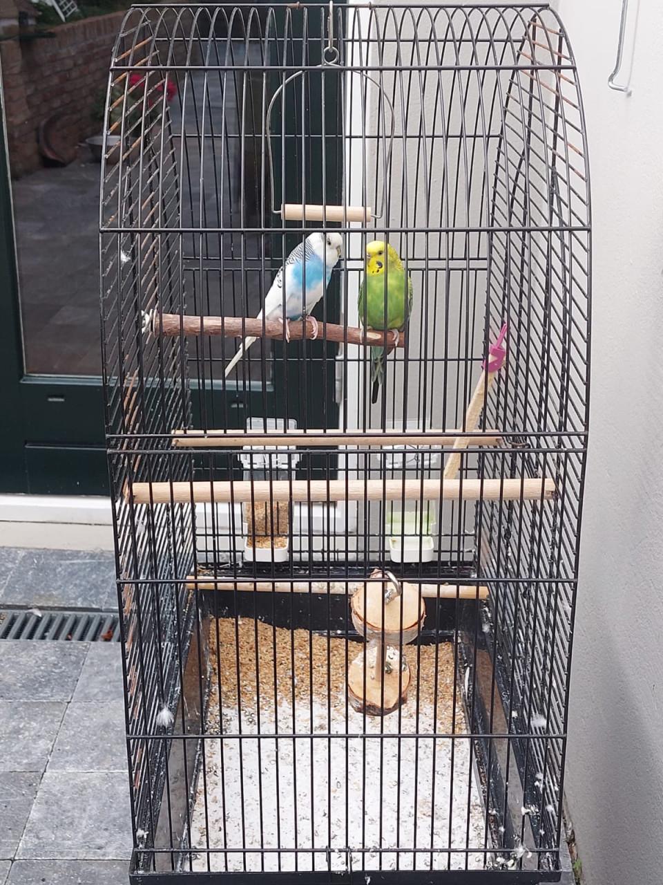 Parkieten met kooi en voer