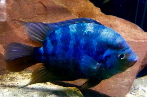 Aquariumvissen mooie rustige soort