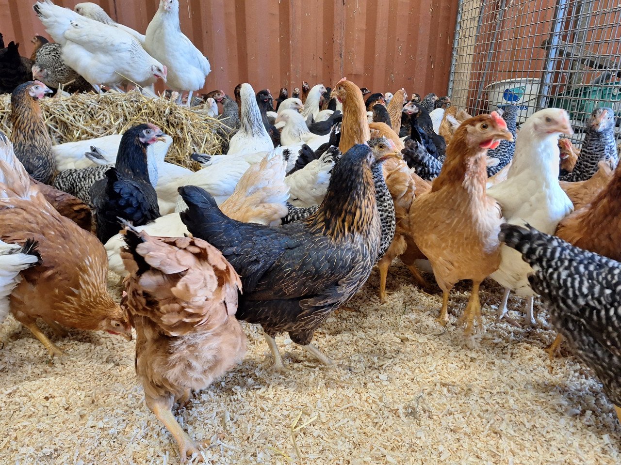 Jonge leghennen in verschillende kleuren