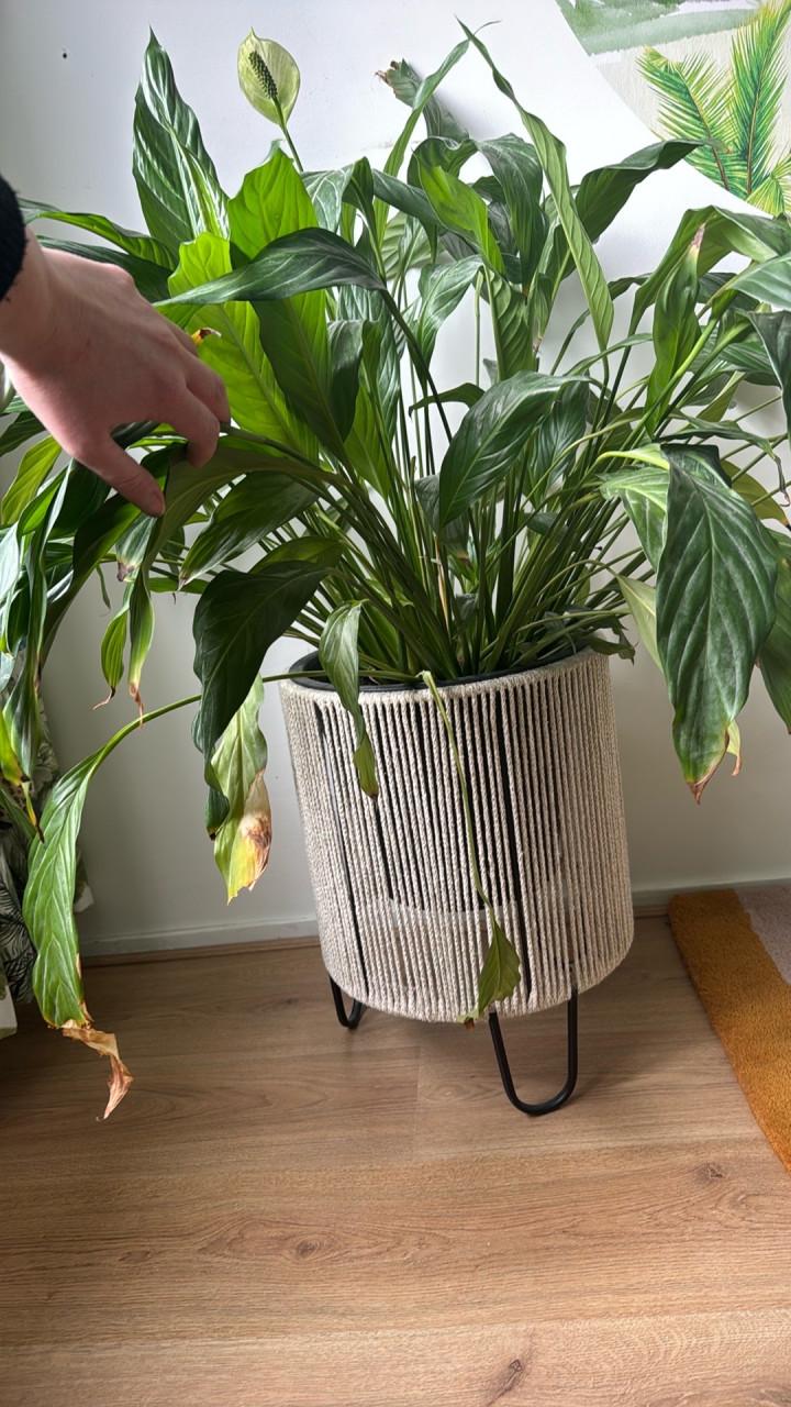 Grote Vredeslelie kamerplant in pot