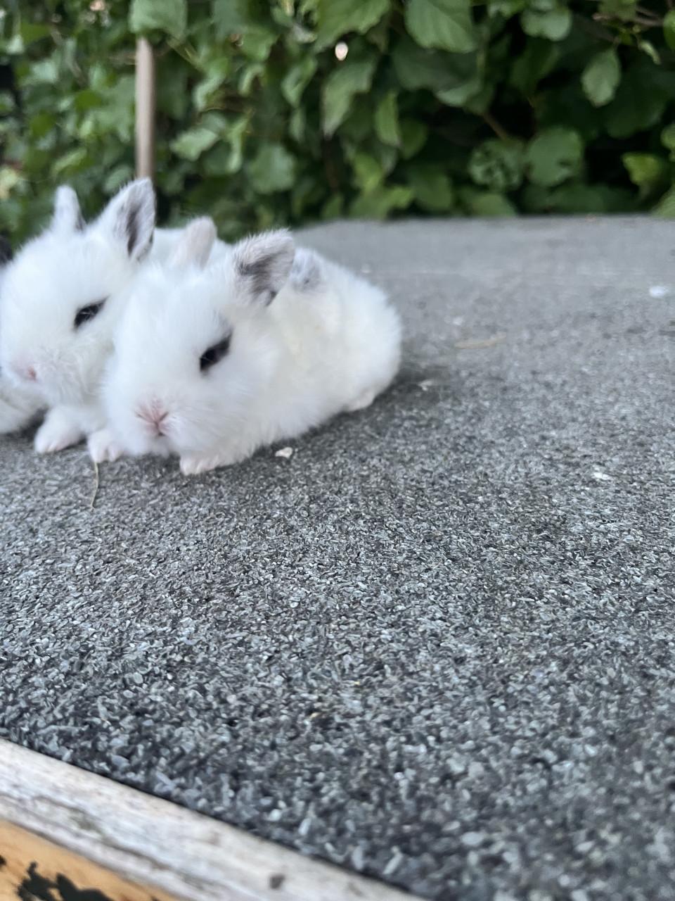 Baby konijntjes