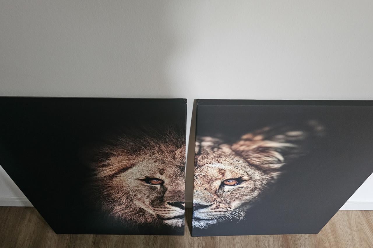 Prachtig tweeluik van leeuw & leeuwin