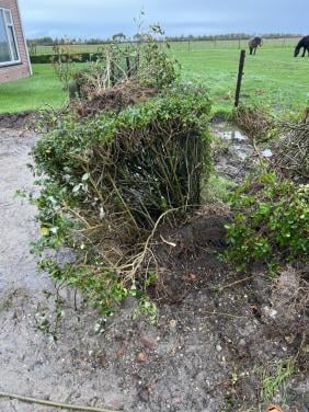 Liguster planten / heg