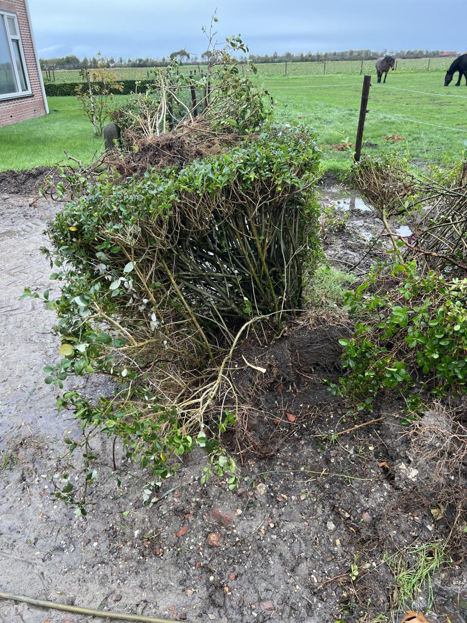 Liguster planten / heg