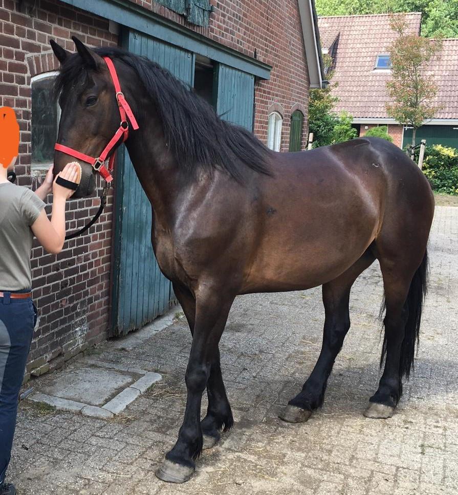 Irish Hunter/Irish Sporthorse ruin te koop