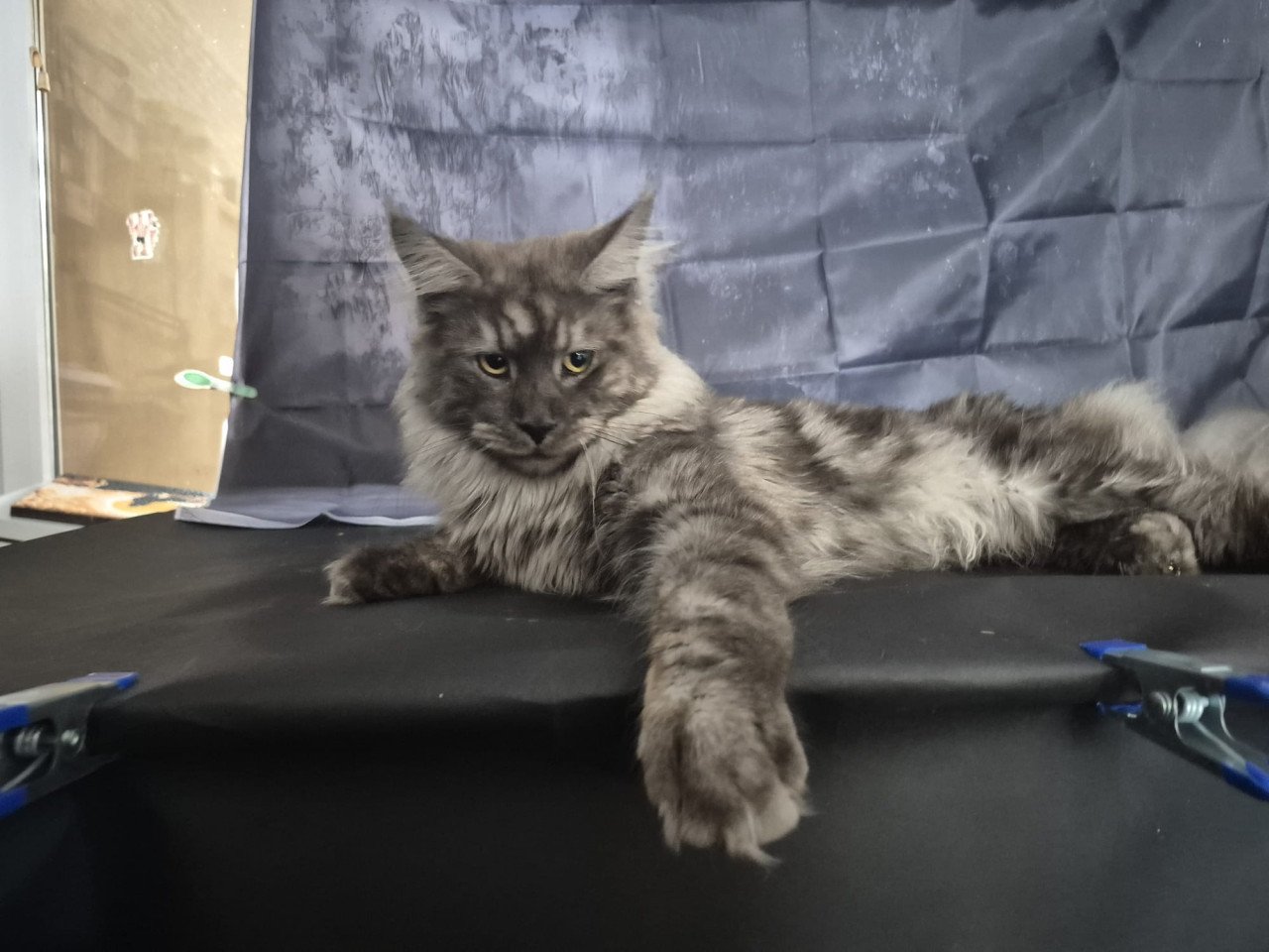 Maine coon black smoke dekkater (niet te koop)