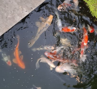Koi karpers