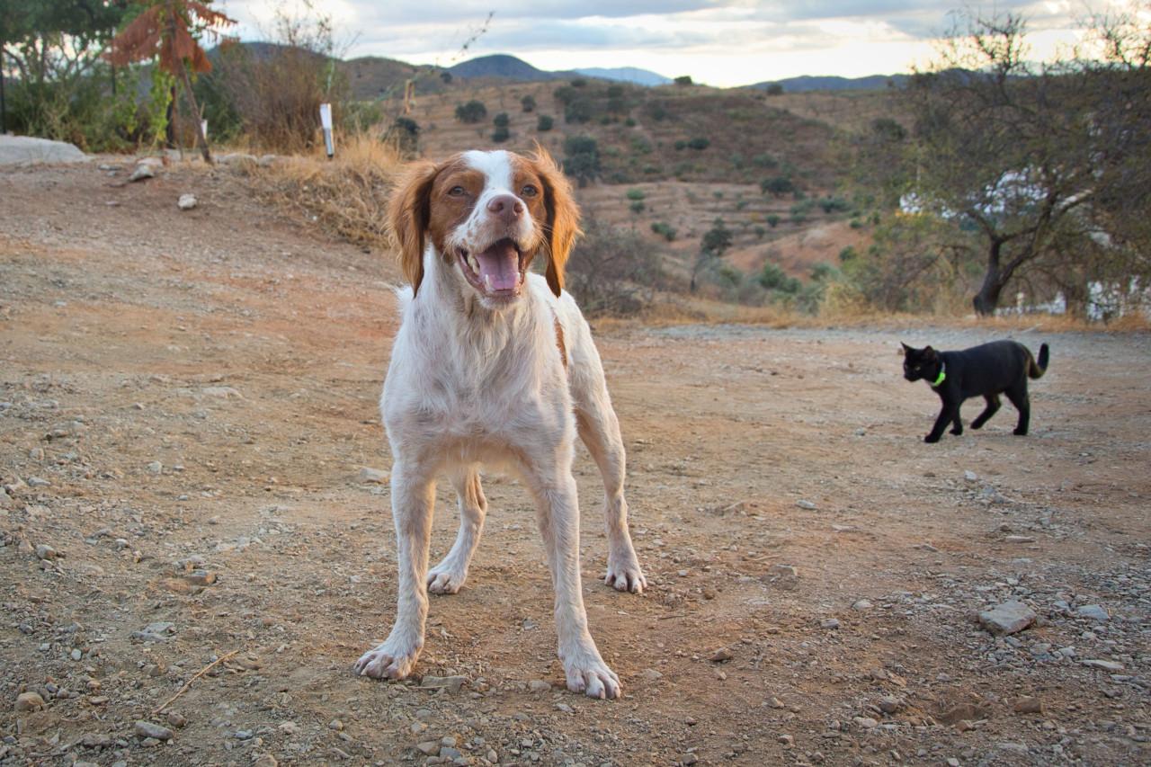 Deze superlieve hond is op zoek naar een liefdevol gezin!
