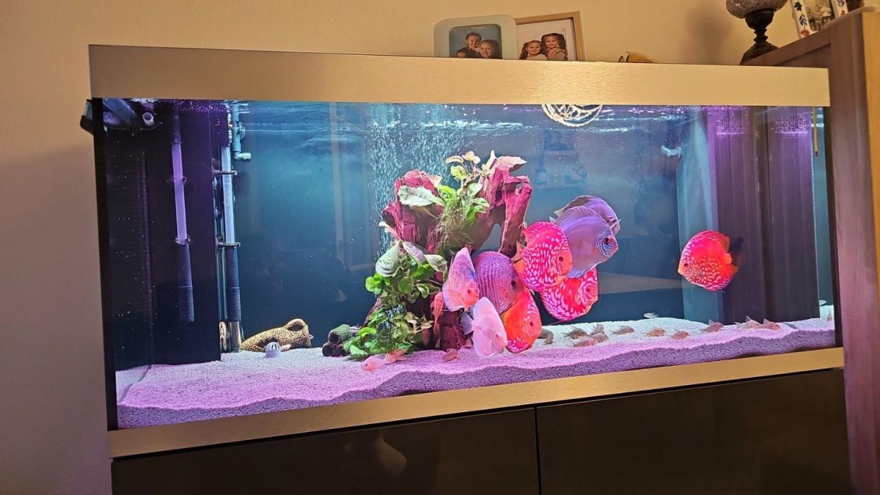 Te koop Oase verlichtingsset compleet