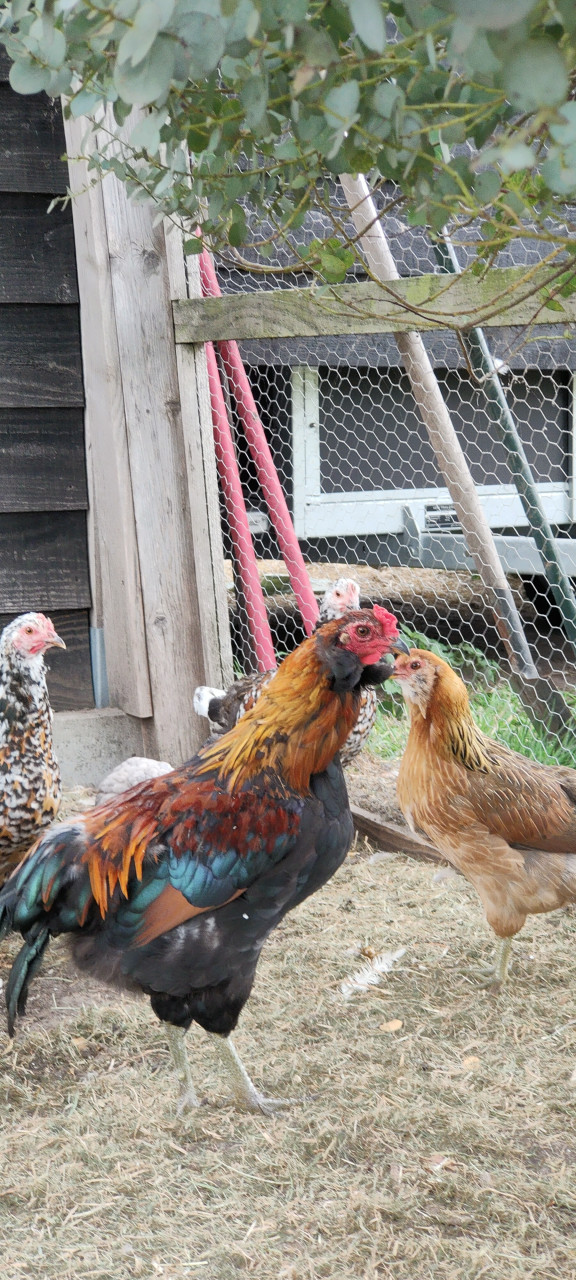 3 bol Araucana hanen raszuiver