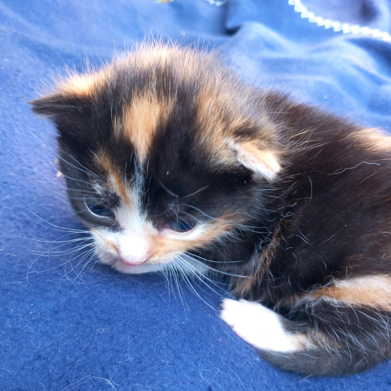 2 prachtige nestjes kittens