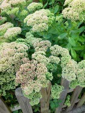 Sedum/hemelsleutel