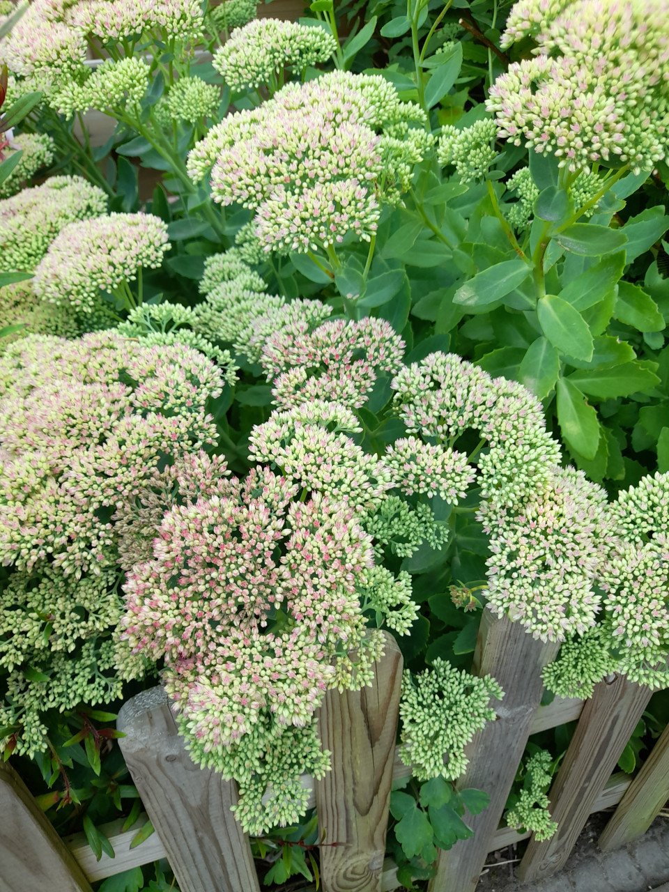 Sedum/hemelsleutel