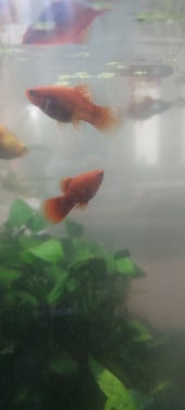 Vissen aquarium