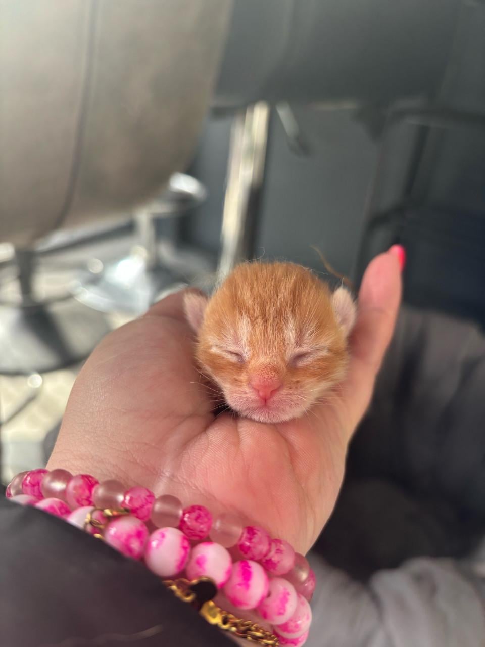 Super mooie kittens te koop