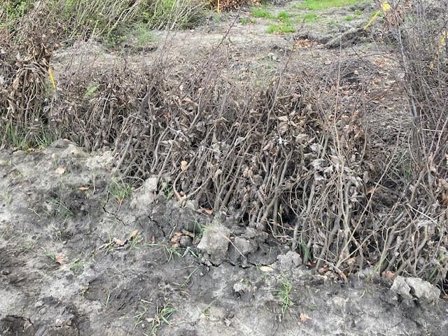 Zeeuwse haag / natuurlijke beplanting/inheemse struiken
