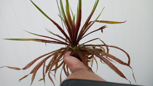 Mooie zuurstofplant voor in de vijver aangeboden, inheemse Krabbescheer.