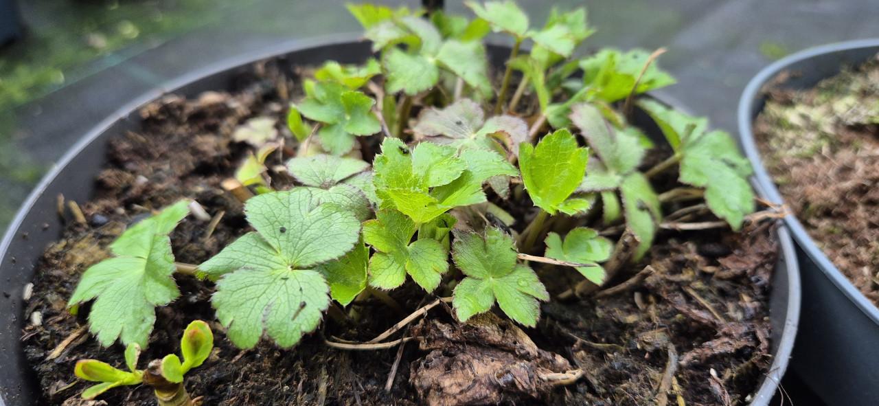 Zeeuws knoopje 2 liter pot