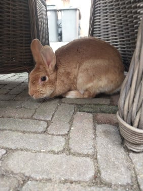Heel lief mannetjes konijn