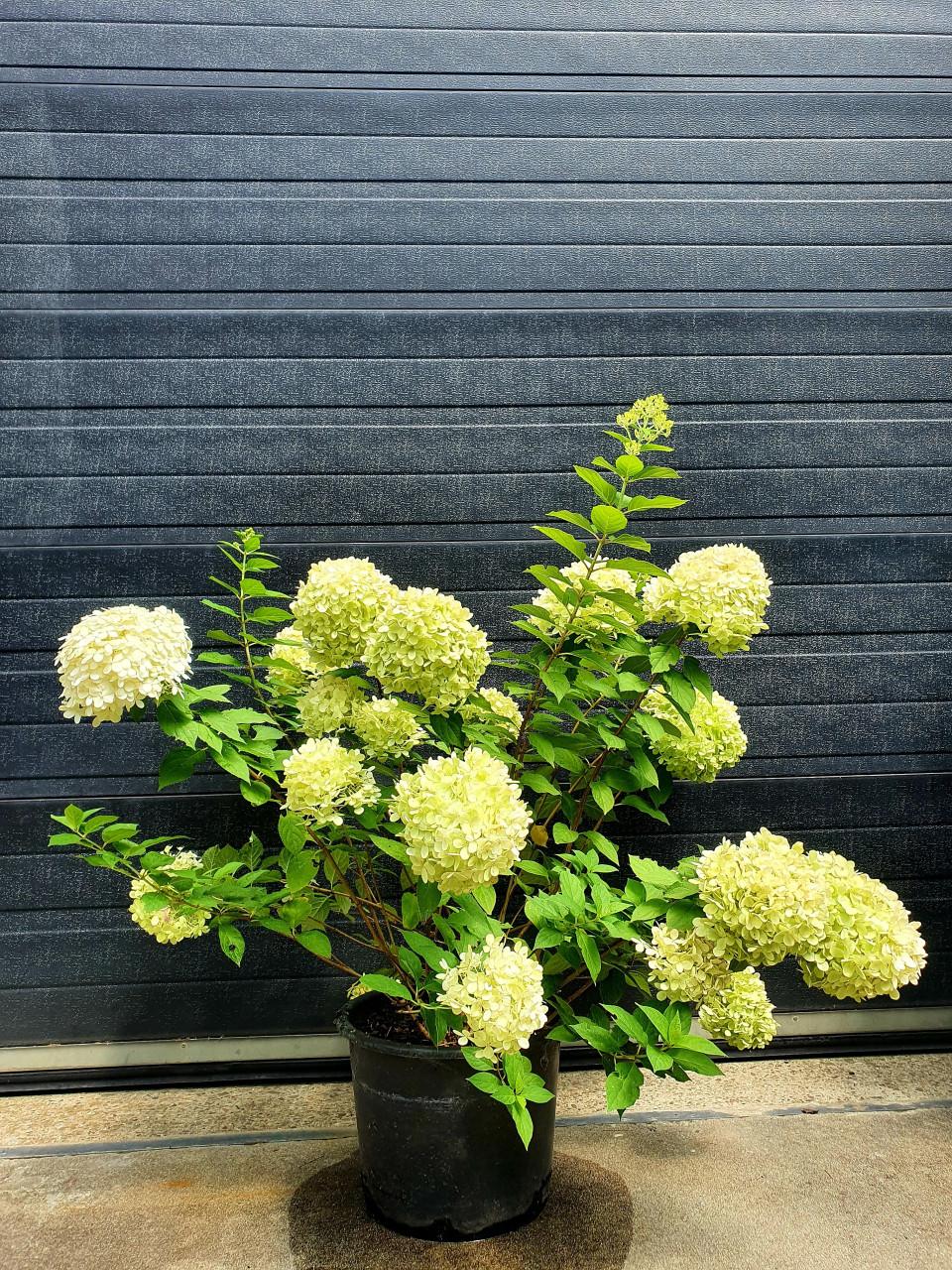Canna's & Hortensia's