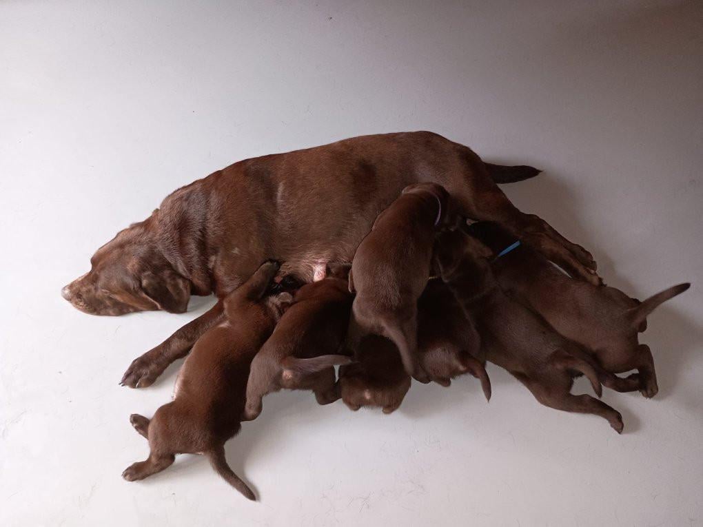 6 labrado puppy's