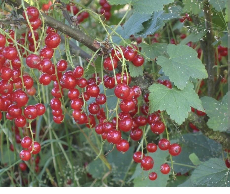 Stekjes rode besjes struik