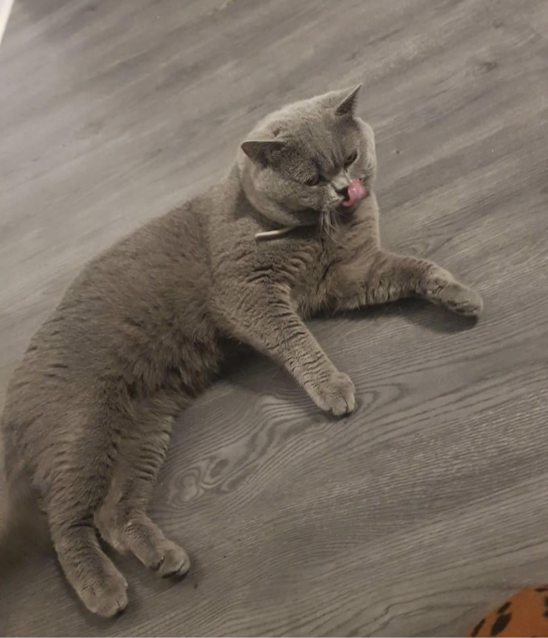 Nog 2 mooie kittens beschikbaar!