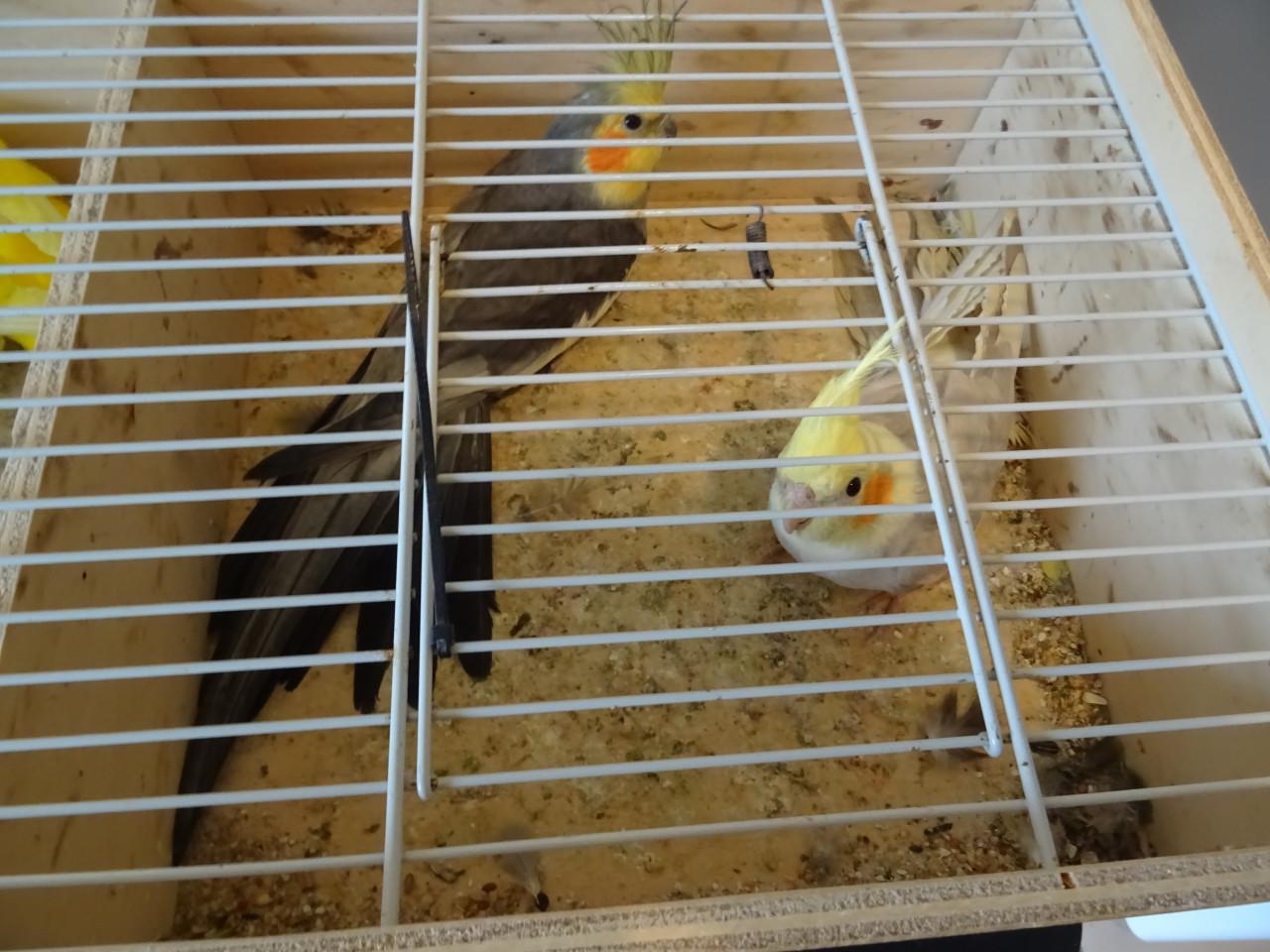 Te koop koppel mooie broedrijpe valkparkieten zie foto s