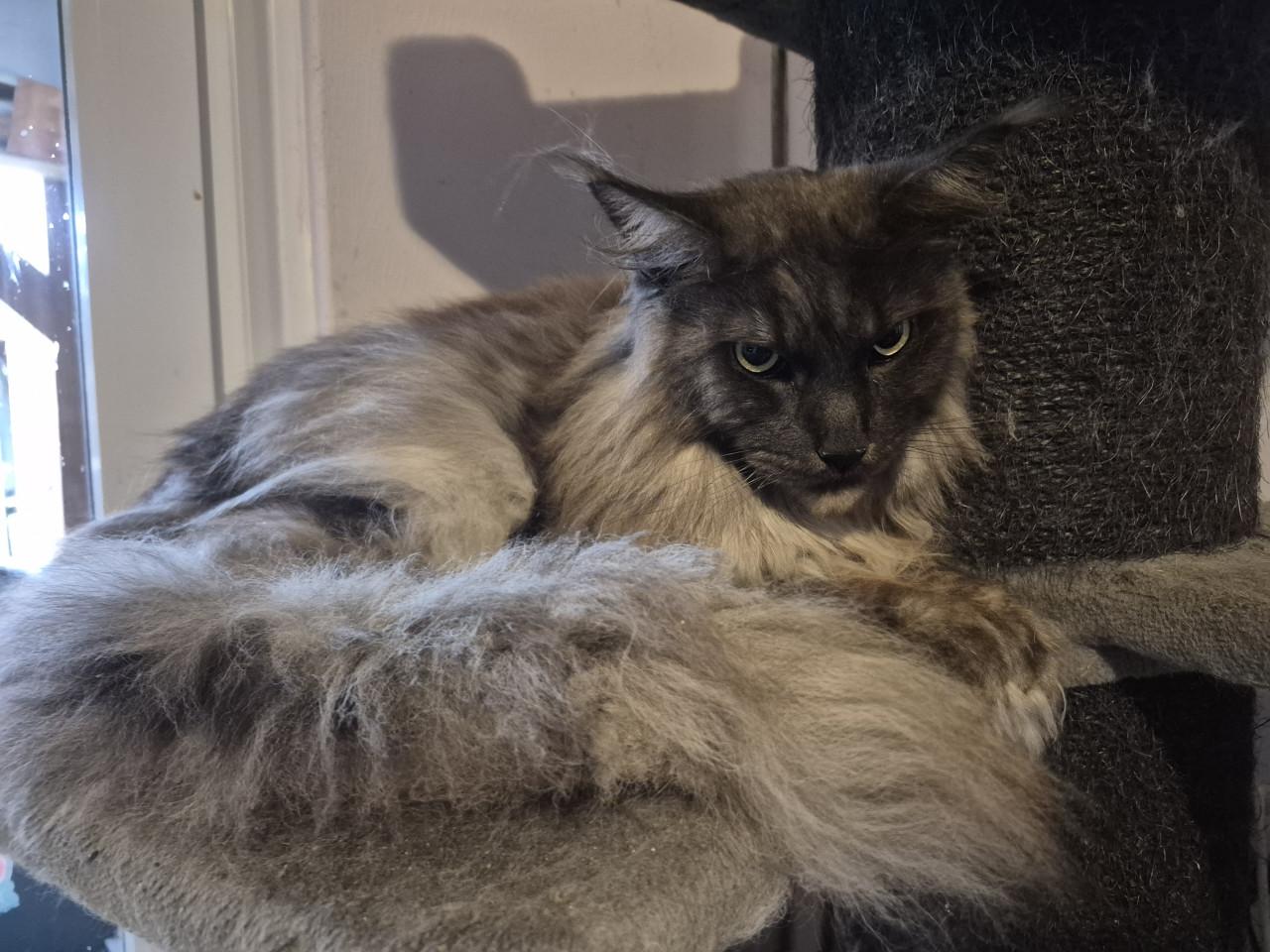 Maine coon kater met stamboom