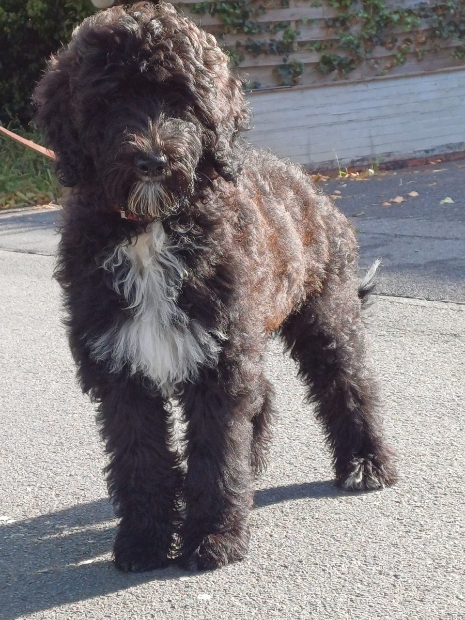 Labradoodle teefje