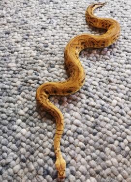 Clown Pastel Koningspython (mannetje)