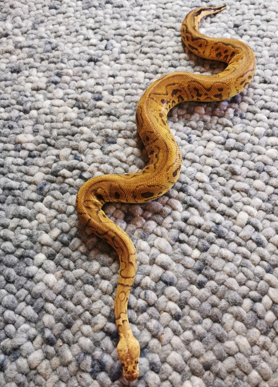 Clown Pastel Koningspython (mannetje)