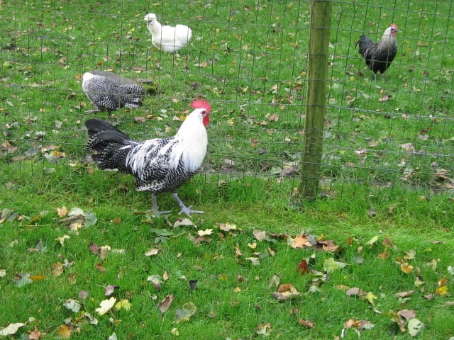 2 Jonge Brakelhanen te koop,zilverbrakel
