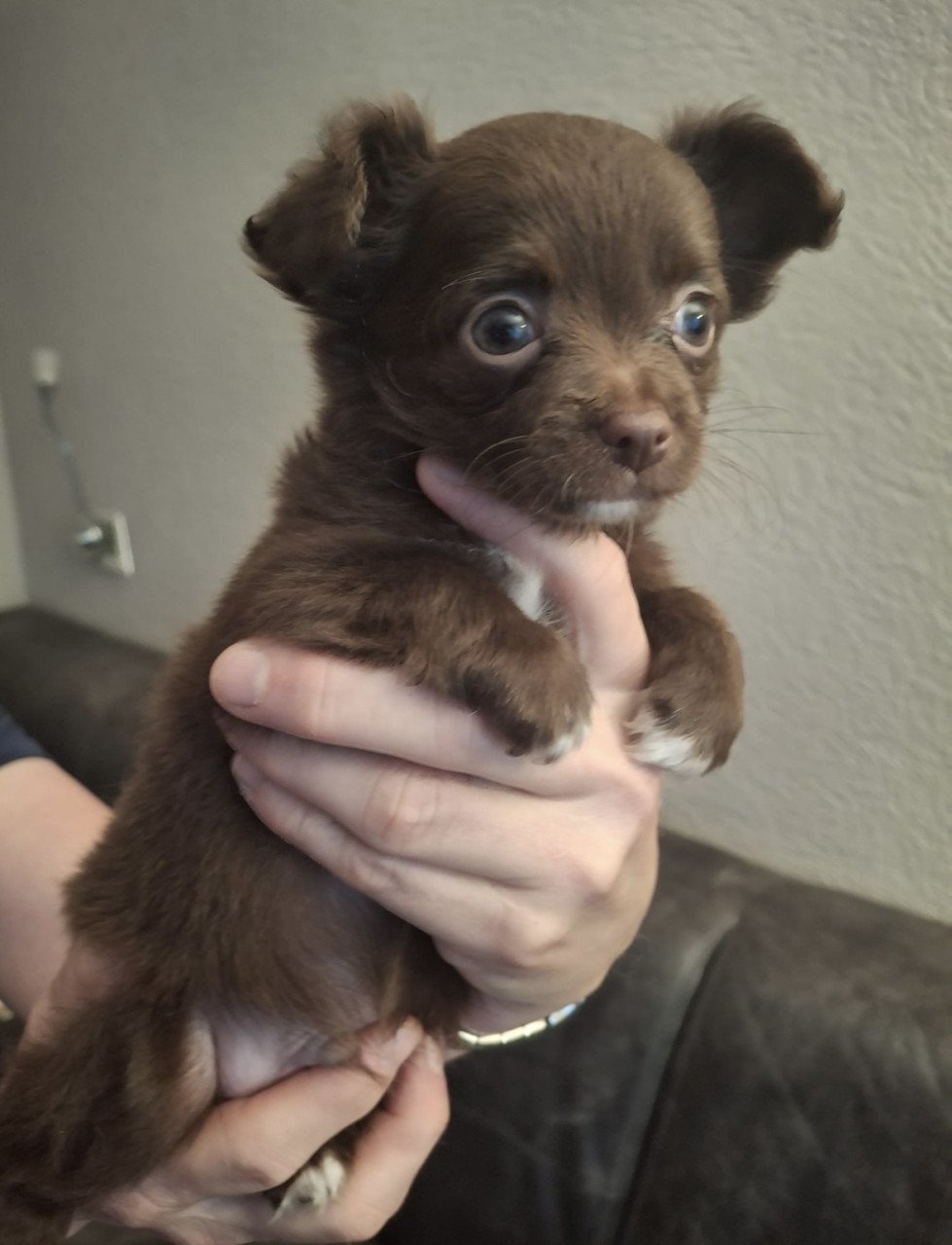 Chihuahua pups te koop