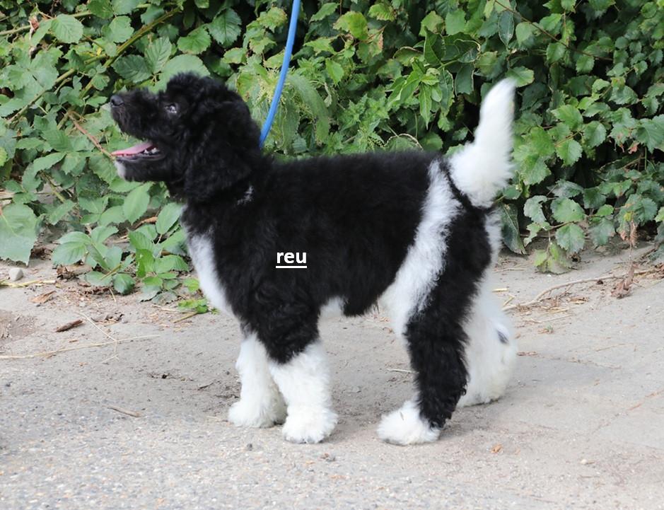 Bonte Harlekijn labradoodle pups