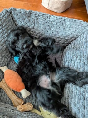 Kruising Labradoodle met Tibetaanse Terriër pup