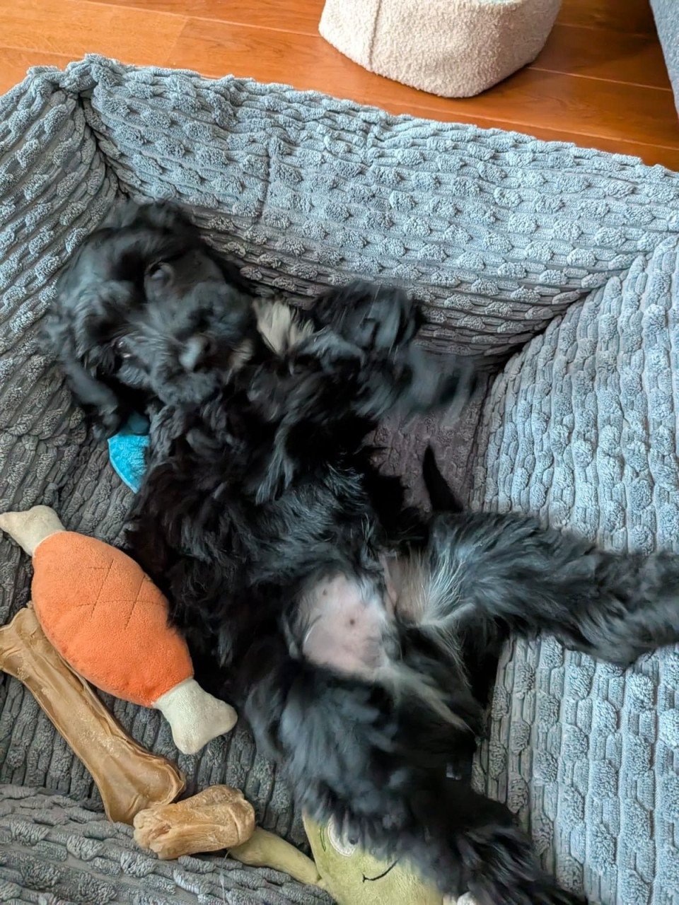 Kruising Labradoodle met Tibetaanse Terriër pup