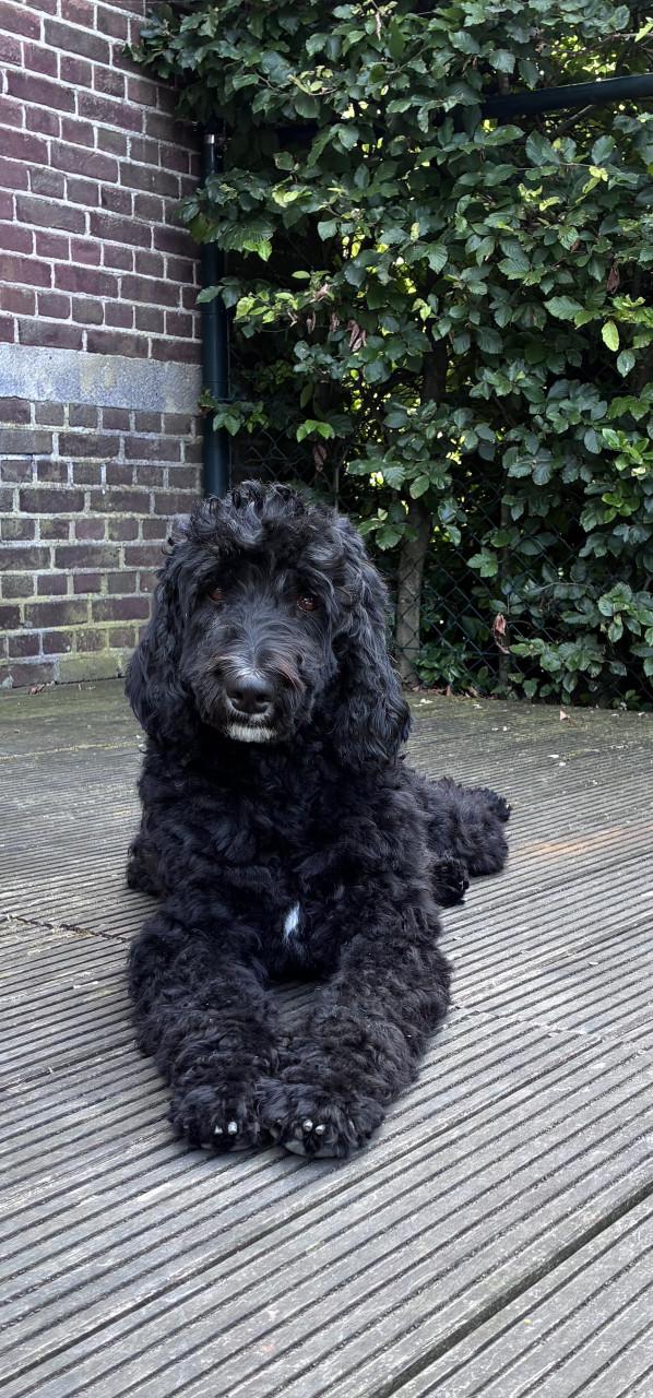 Labradoodle pups (standaard maat)