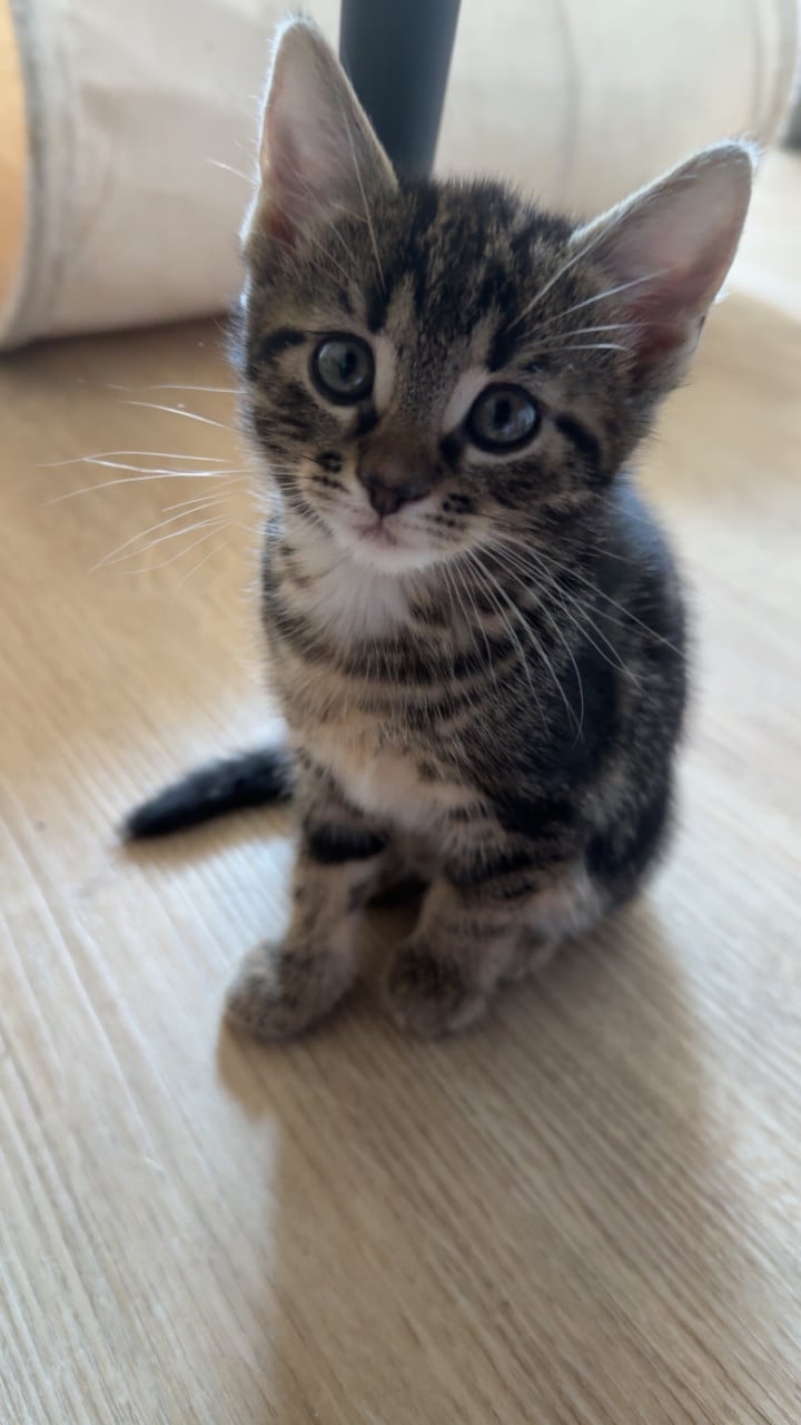 Kittens