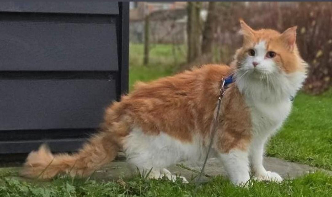 Maine Coon dekkater met stamboom Polydactyl