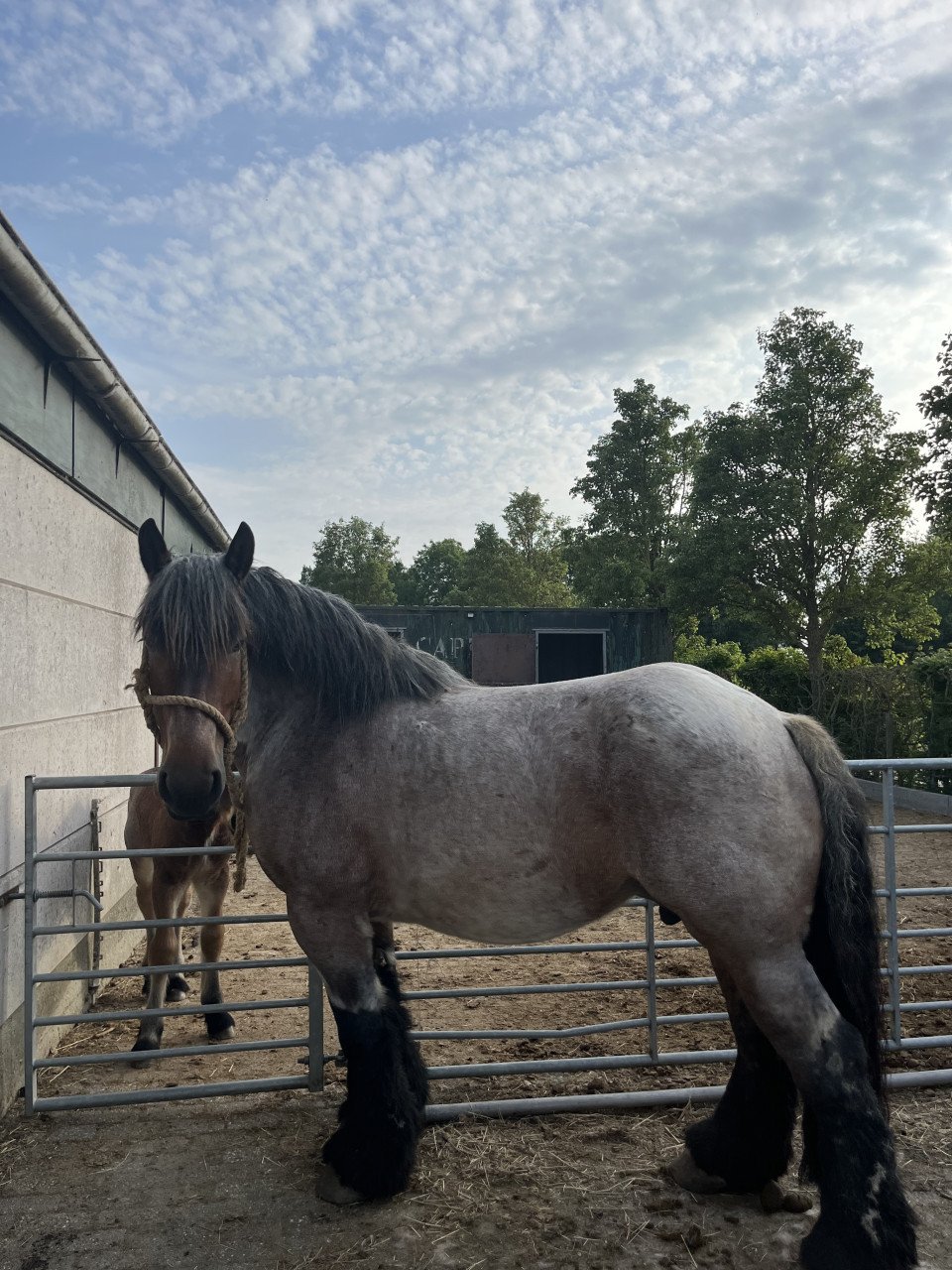 Trekpaard merrie