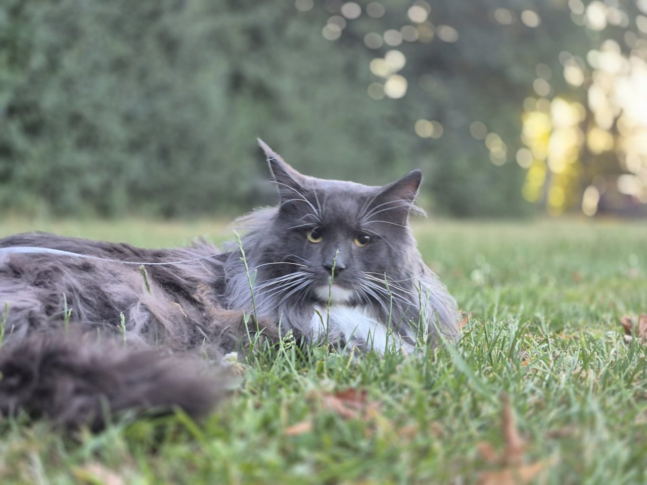 Maine coon dekkater (niet te koop)