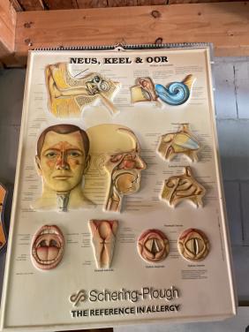 Medische wandkaart Neus , keel & oor