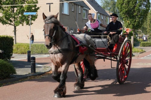 Trekpaard merrie
