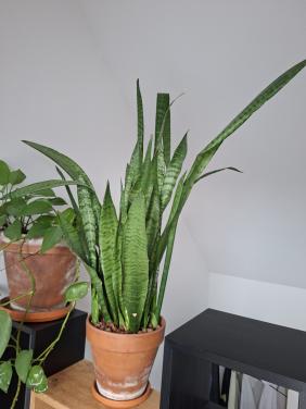 Sansevieria