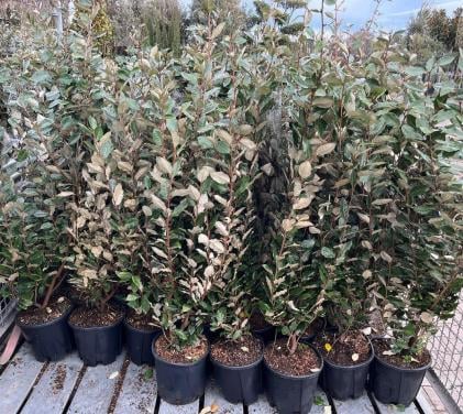 Te koop olijfwilg / elaeagnus