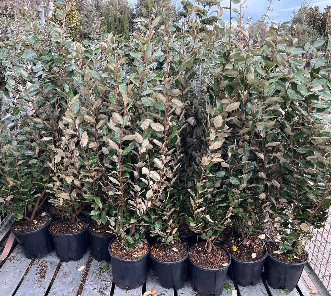 Te koop olijfwilg / elaeagnus