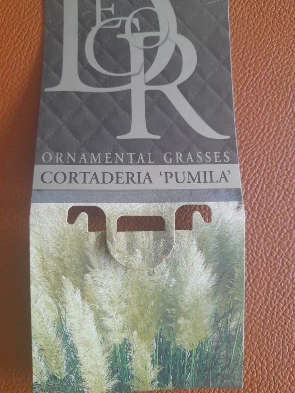 Pluimgras