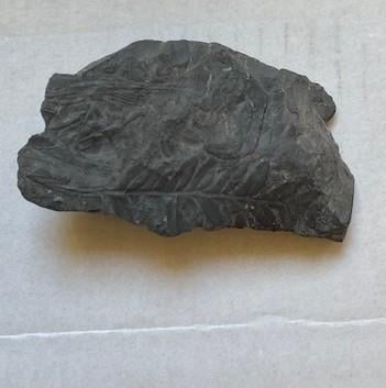 Prehistorische planten Fossiel