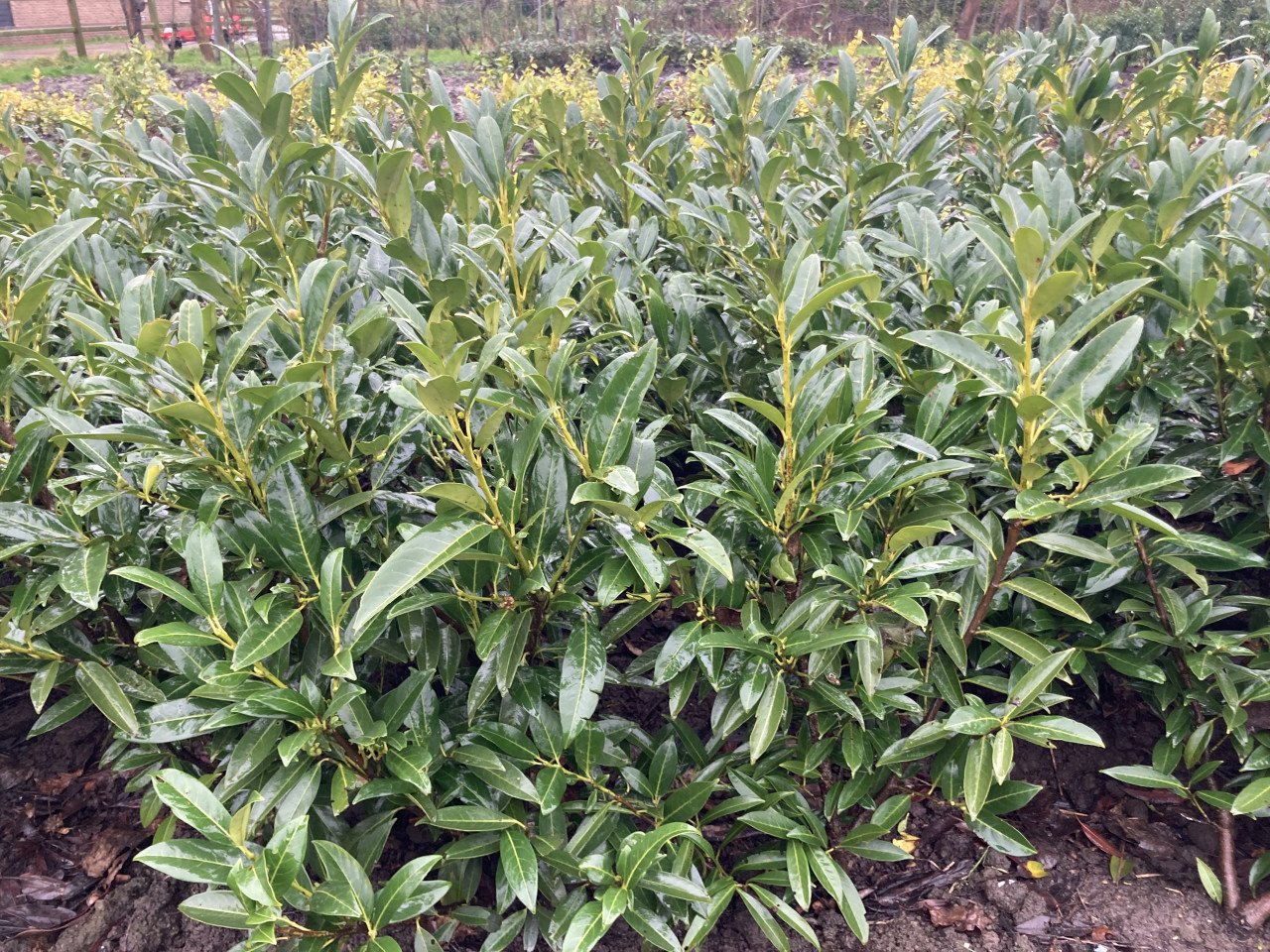 Laurierstruiken Prunus Novita/Herbergii